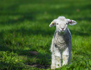 Lamb