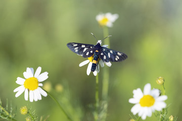 The nine-spotted moth or yellow belted burnet on the flower