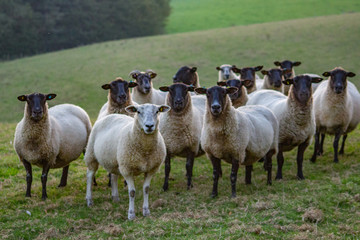 Fototapeta premium All black faces except one, Sheep