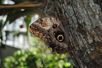 owl butterfly on a trunk, resemble owl's eyes