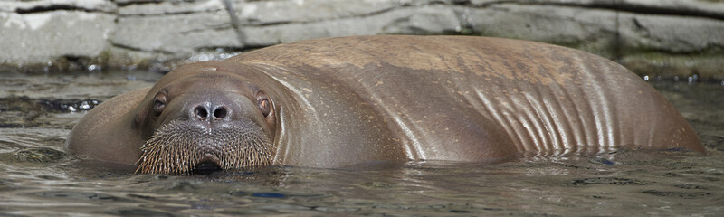 Pacific Walrus (Odobenus rosmarus divergens)