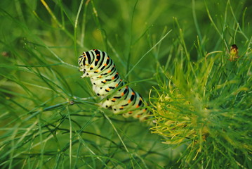 Caterpillar Papilio Machaon