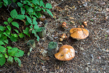huge butter mushrooms in the forest on a clearing in the grass