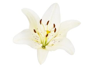 Fototapeta na wymiar Lily flower isolated on white background
