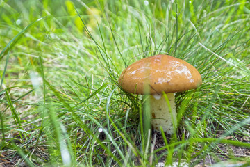 huge butter mushrooms in the forest on a clearing in the grass