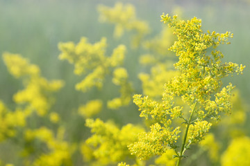 Obraz premium Flowering meadow, Galium verum (lady's bedstraw or yellow bedstraw}