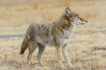 Naklejka na ściany i meble Profile of a Wild Coyote in a Field of Grass