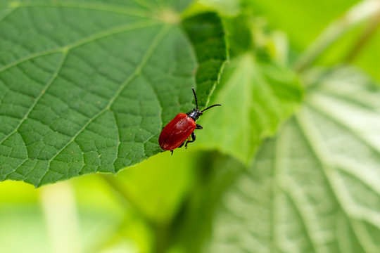 Air potato leaf beetle (Lilioceris cheni), red, on leaf - Davie, Florida, USA