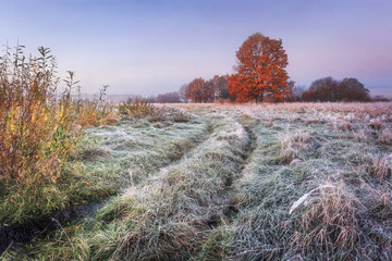 Vibrant autumn nature landscape. Grassy meadow with hoarfrost and colorful trees with red foliage...