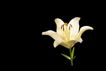 Obraz premium Beautiful lily flower isolated on a black background.