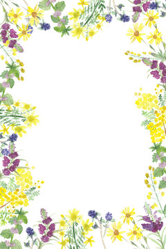 The pattern of the useful field of plants and flowers. Set of bright flowers and green leaves watercolor frame