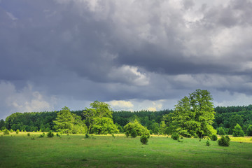 Summer sunny landscape of green nature with cloudy sky after rain on grassy meadow with trees and forest on horizon.