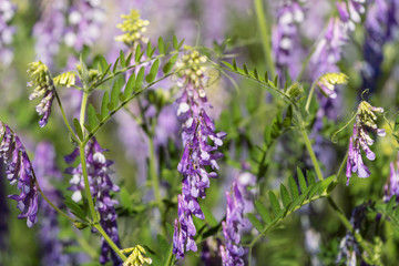 Blooming tufted vetch, Vicia cracca