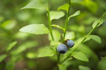 A bush of a bilberry close-up. Blueberries on a branch.