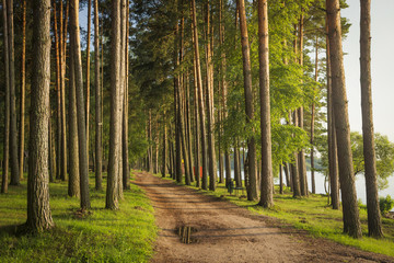 Landscape of a green summer forest with a road on the shore of the lake. Pine park near the river.