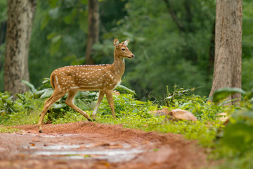 Spotted Deer