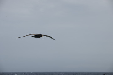 Antarctica birds flying against a clear blue sky