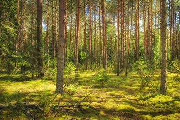 Fotobehang Landscape of the forest. Green summer forest in sunlight. Coniferous trees, moss on the ground. Beautiful view of the summer forest in a sunny day. © dzmitrock87
