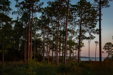 Pine trees at sunset on a saltwater bay.