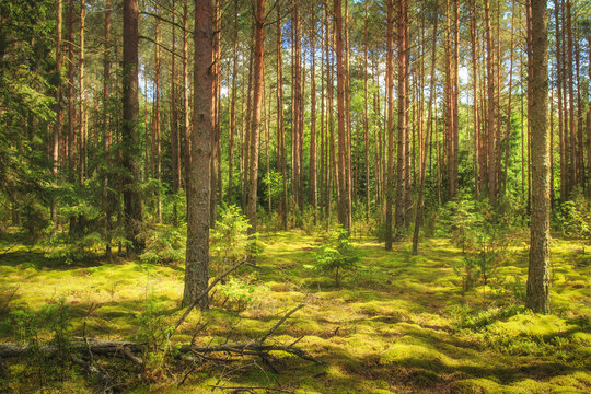 Landscape of the forest. Green summer forest in sunlight. Coniferous trees, moss on the ground. Beautiful view of the summer forest in a sunny day.