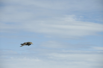 Antarctica birds flying against a clear blue sky