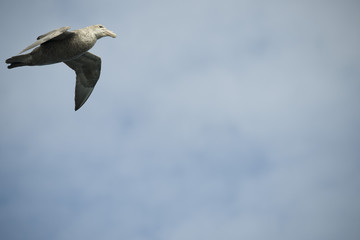 Antarctica birds flying against a clear blue sky