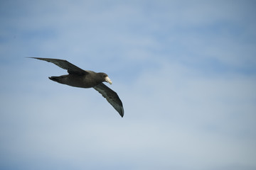 Fototapeta na wymiar Antarctica birds flying against a clear blue sky