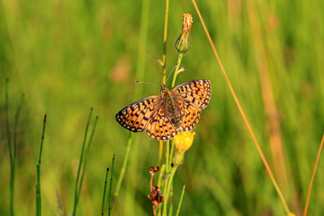 Mädesüß-Perlmutterfalter - Schmetterling - orange - Violetter Silberfalter