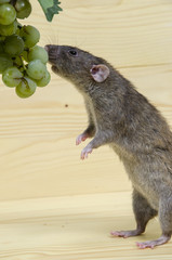 Rat and grapes.