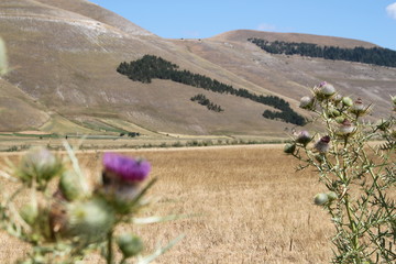 italia in miniatura tra fiori di cardo