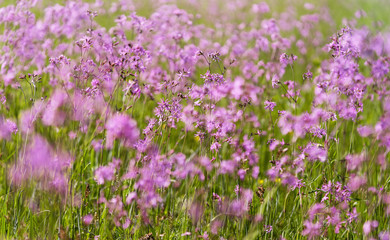 Flowering meadow, ragged-robin flowers, lychnis flos-cuculi. Spring flower, selective  focus.