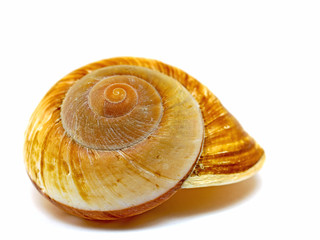 Gehäuse einer Meeresschnecke