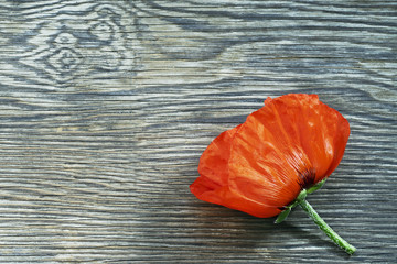 Red poppy on an old wooden table. Place for text. Top view.
