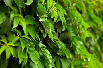 Obraz premium Background of green leaves of wild grapes