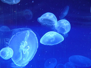 Naklejka na ściany i meble meduse in acquario con luce blu