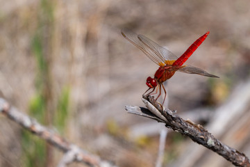 libellule rouge de côté posée sur une brindille