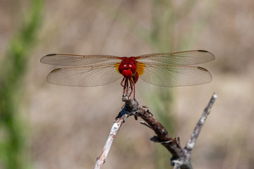 libellule rouge prise de face les ailes ouverte en macro