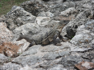 iguana sulle rocce