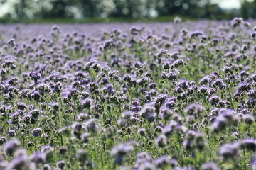 Bienenweide, Bienenfreund, B&uuml;schelsch&ouml;n oder B&uuml;schelblume