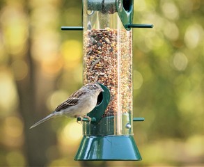 A single house sparrow (Passer domesticus) perching on the bird feeder enjoy eating and watching in the garden blurry background with bokeh,Autumn in GA USA.