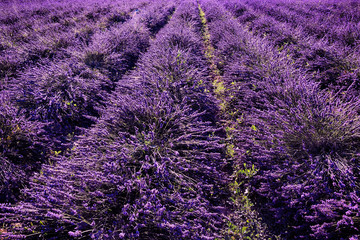 Campo di lavanda 