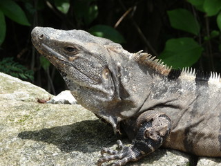 testa di iguana
