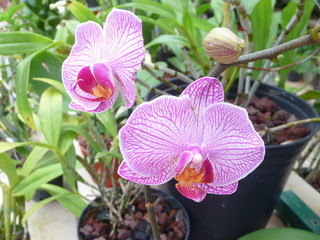 primo piano di orchidee rosa