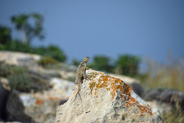 Lizard exploring Cyprus