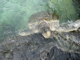 tartaruga di mare nell'acqua limpida
