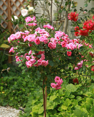 Rosier tige © hcast