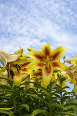 A beautifull yellow lilies on the background of cloudy blue sky