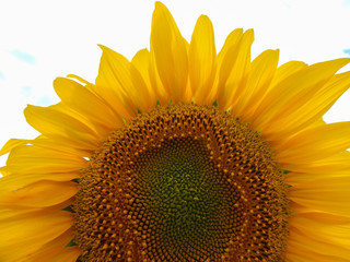sunflower yellow blooming in the field