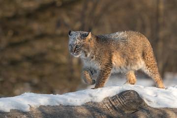 Bobcat (Lynx rufus) Walks Left Along Log