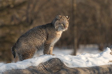 Bobcat (Lynx rufus) Stands Tail Down on Log